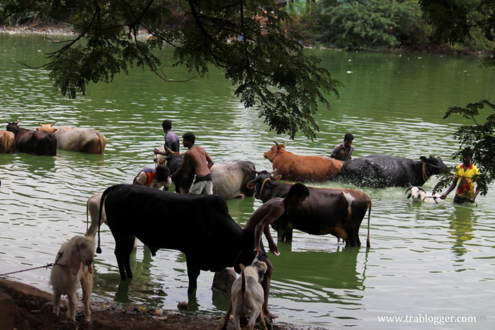 Community bathing of Jallikkettu bulls at Madurai